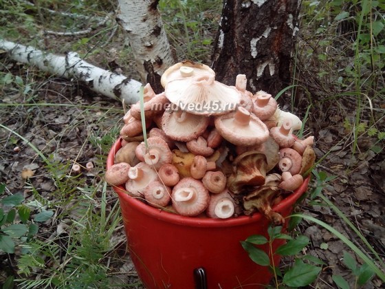 Село Новое Ильинское (Курганская область) - 019 - Урожай грибов из местного леса