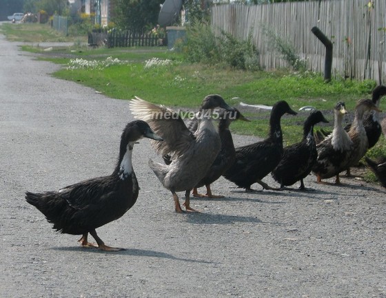 Поселок Курорт Озеро Медвежье (Курганская область) - 010 - Домашние птицы, гуляющие по посёлку сами по себе